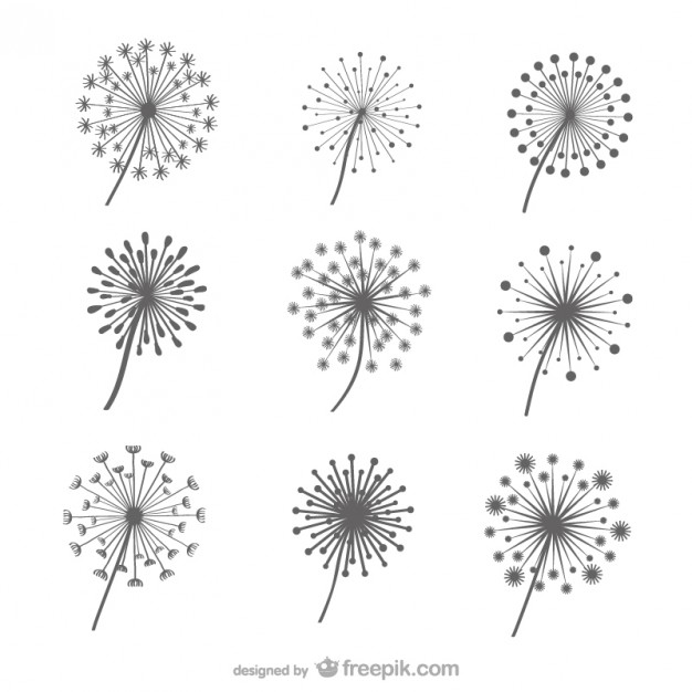 626x626 Dandelion Vectors, Photos And Free Download
