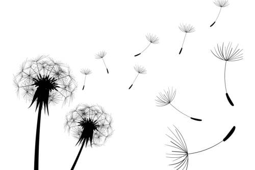 500x333 Dandelion Black Illustration Vector Free Download