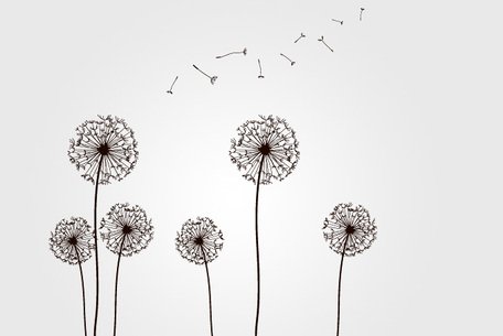456x305 Free Dandelion Clipart And Vector Graphics