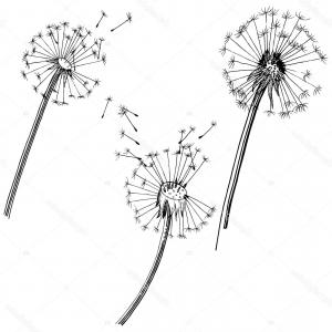 300x300 Vector Dandelion Vector