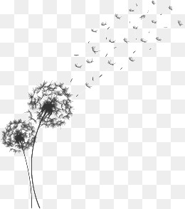 260x294 Vector Hand Painted Dandelion, Vector, P