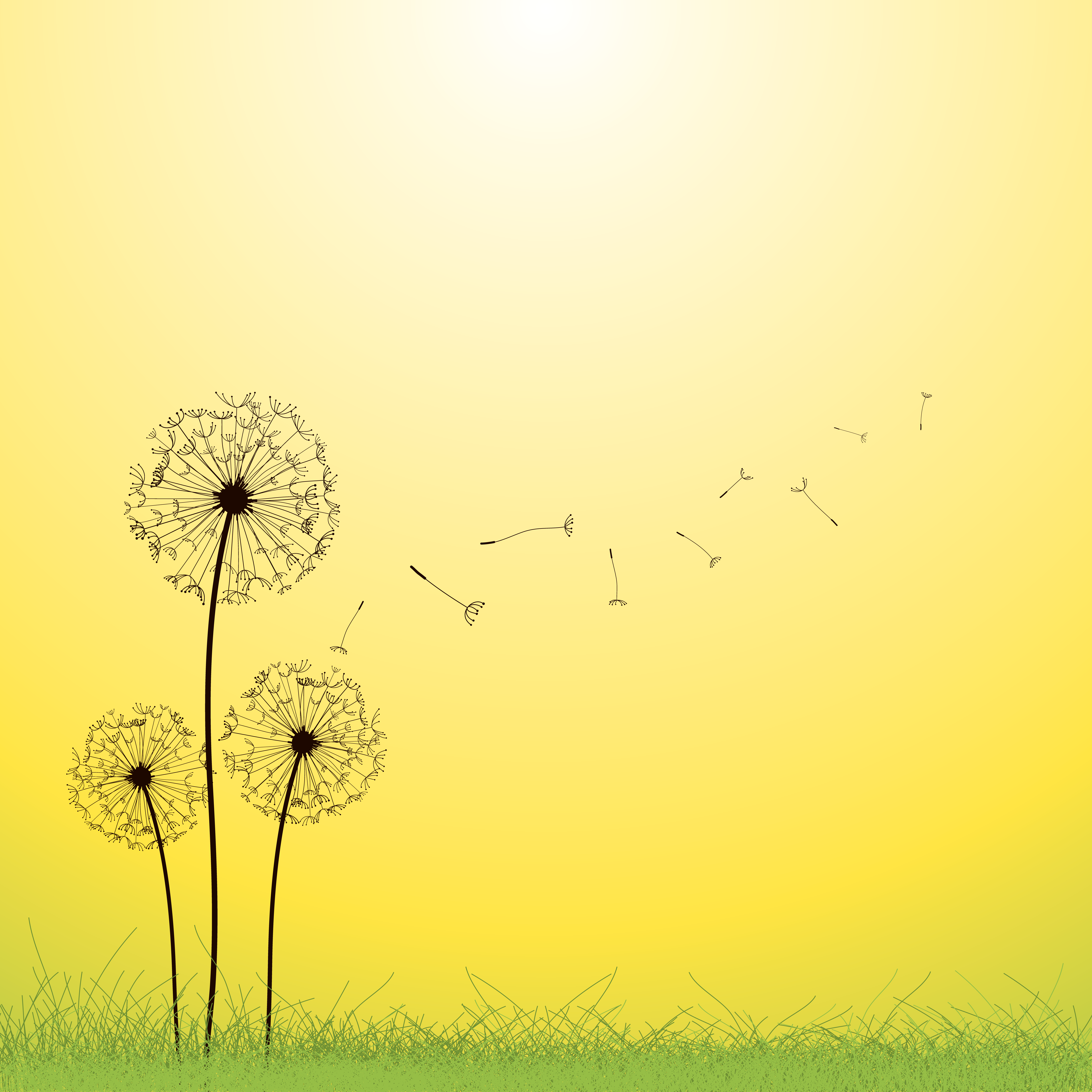 7639x7639 Vector Dandelion Vector Dragonart Festival Beach