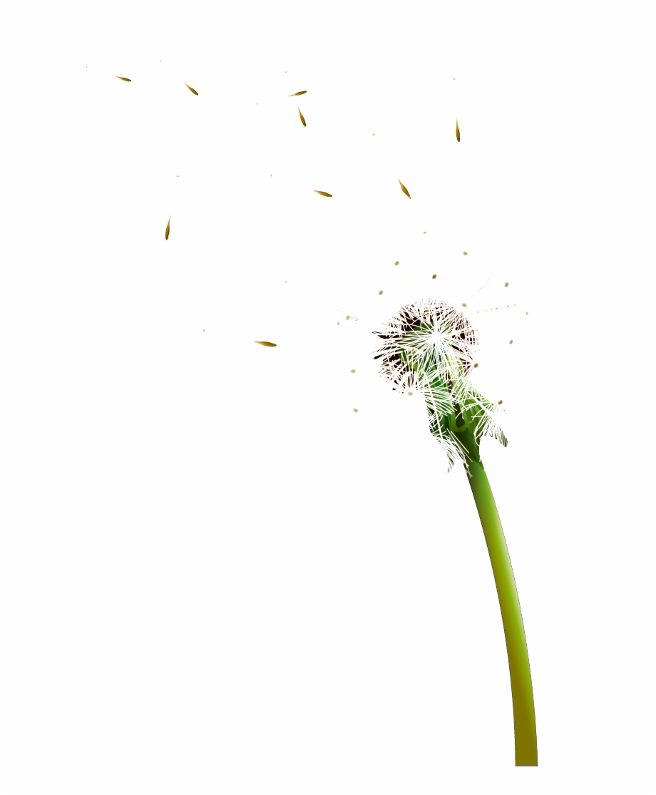 920x1115 Colored Dandelion Transparent Background