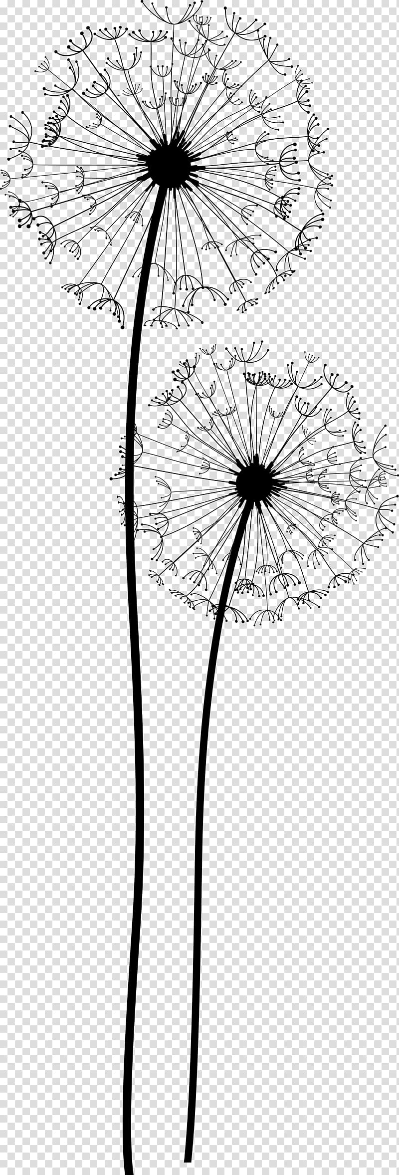 800x2355 Common Dandelion Taraxacum Platycarpum Euclidean Dandelion