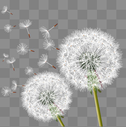 260x261 Dandelion, White, Dandelion, Vector Png