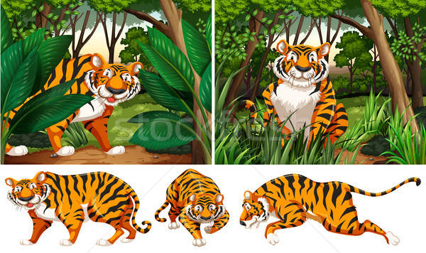 600x356 Tigers In The Deep Forest Vector Illustration Daniel Cole