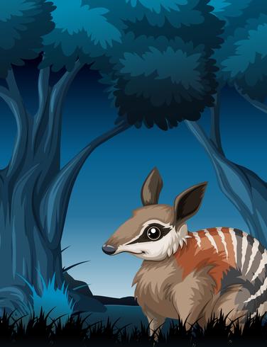 376x490 A Bandicoot In Dark Forest Vector