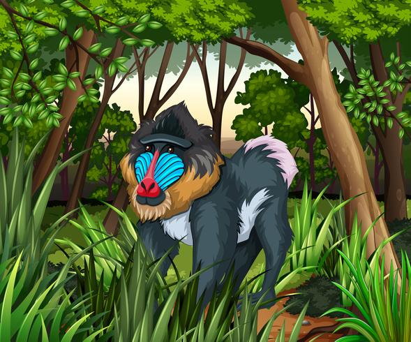 589x490 Baboon Living In The Dark Forest