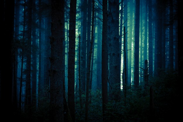 Dark Forest Vector at Vectorified.com | Collection of Dark Forest ...