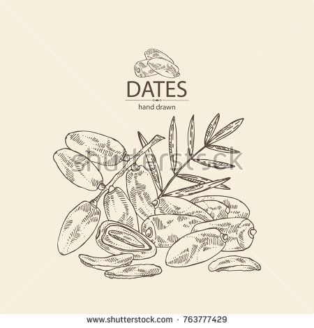 Date Fruit Vector