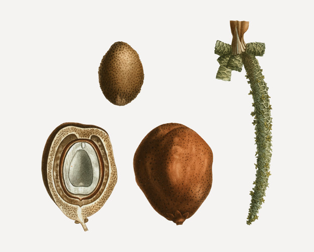 Date Palm Fruits Vector Free Download 626x501 Date Palm Fruits Vector Free Download