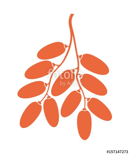 Date Fruit Stock Image And Royalty Free Vector On Fotolia 422x500 Date Fruit Stock Image And Royalty Free Vector On Fotolia