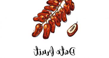 367x195 Dates Fruit Vector Archives Vector Images Design