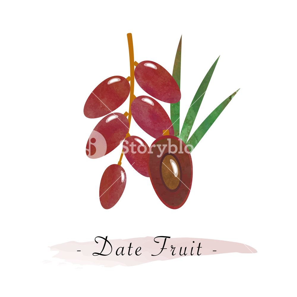 Colorful Watercolor Texture Vector Healthy Date Fruit Royalty Free 1000x1000 Colorful Watercolor Texture Vector Healthy Date Fruit Royalty Free
