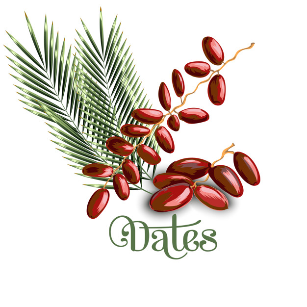 626x626 Dates Fruit With Olive Leaves Vector Premium Download