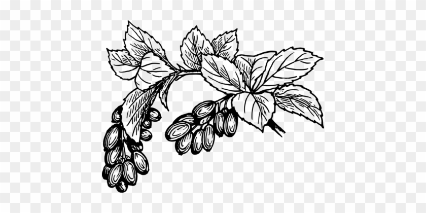 Drawing Line Art Fruit Date Palm Watercolor Painting 840x420 Drawing Line Art Fruit Date Palm Watercolor Painting