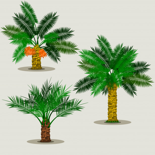 Editable Isolated Date Palm Trees Vector Illustration Vector 626x626 Editable Isolated Date Palm Trees Vector Illustration Vector