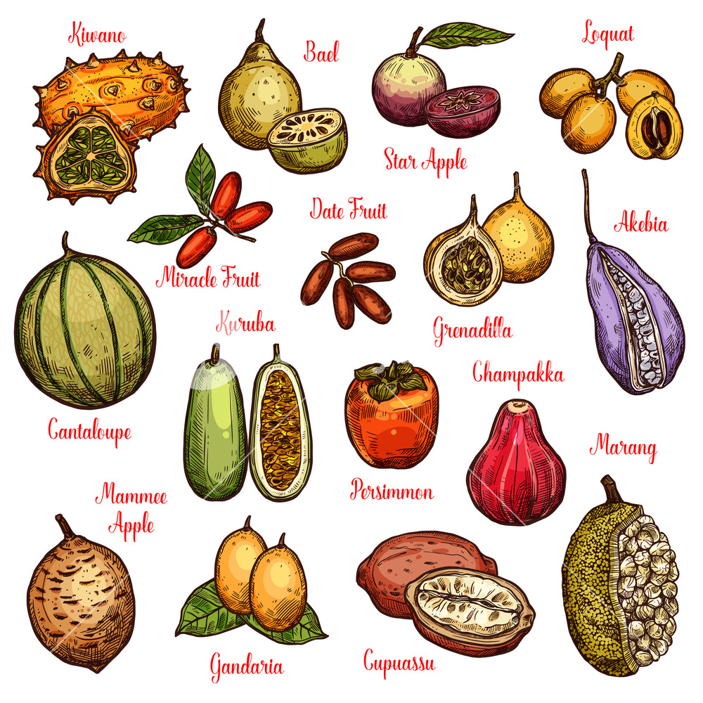 1000x1000 Exotic Isolated Fruits And Ripe Berries Tropical Star Apple, Date