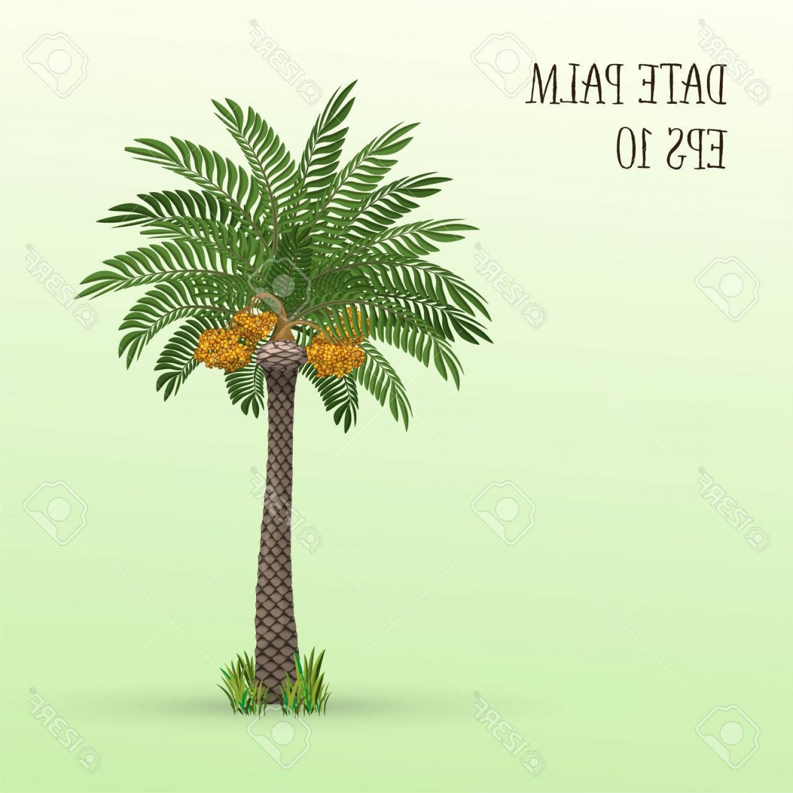 1560x1560 Photostock Vector Date Palm Tree With Ripe Fruits Dates Vector