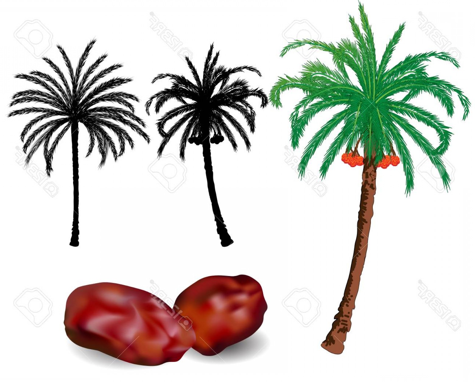 1560x1254 Photostock Vector Dates Palm Trees And Fruit Vector Illustration