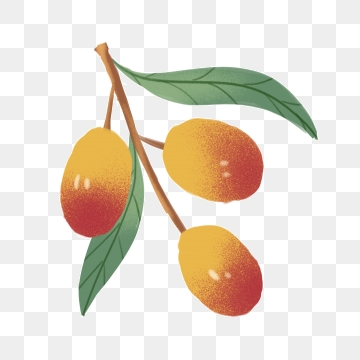 Date Fruit Png, Vector, And Clipart With Transparent 360x360 Date Fruit Png, Vector, And Clipart With Transparent