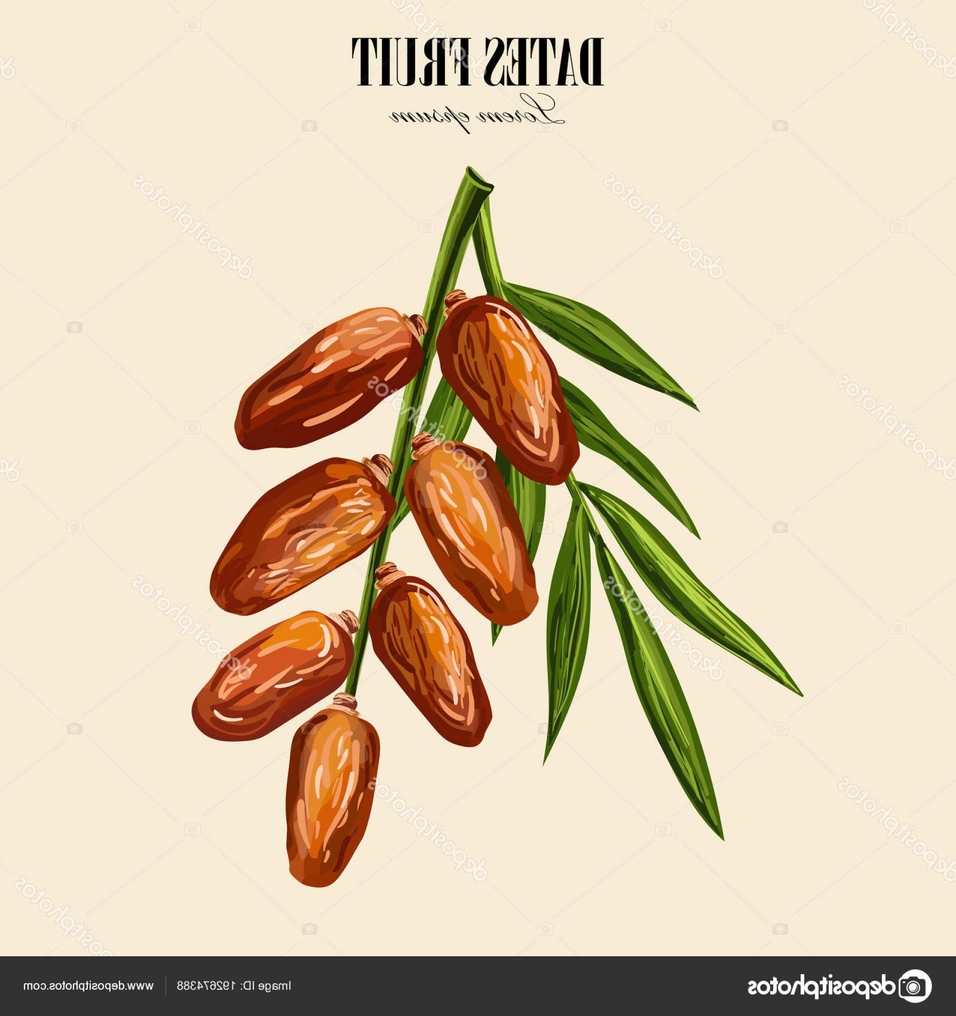 Date Palm Vector Soidergi 1920x2040 Date Palm Vector Soidergi