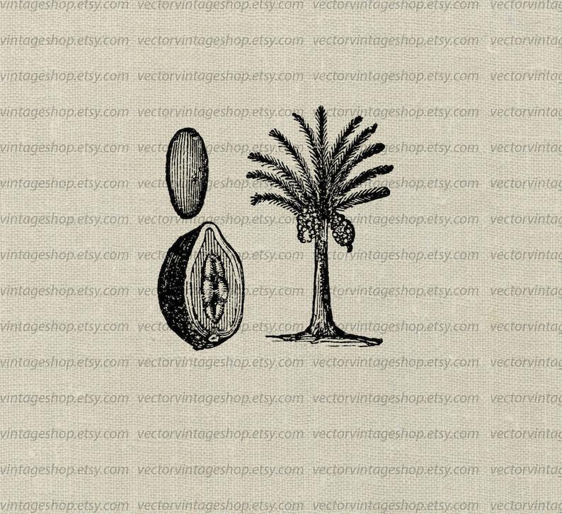 Date Tree With Fruit Vector Instant Download Clip Art Tropical Etsy 794x727 Date Tree With Fruit Vector Instant Download Clip Art Tropical Etsy
