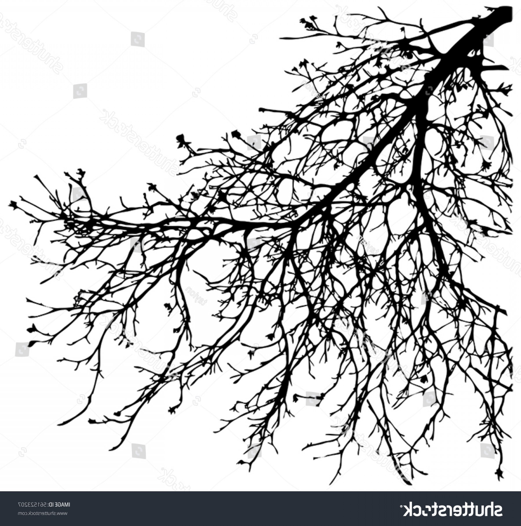1800x1818 Dead Tree Branch Vector Lamaison