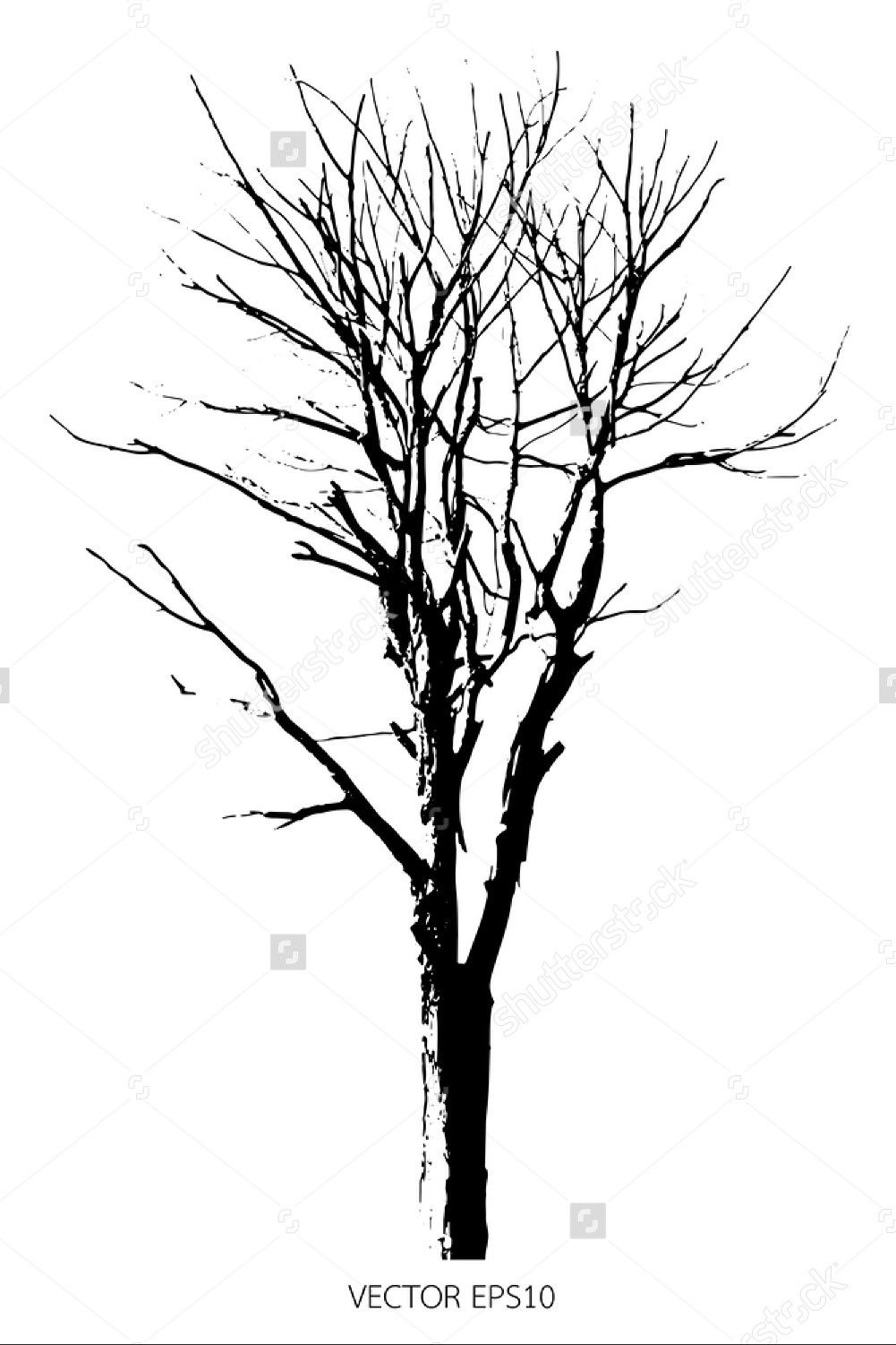 1001x1501 Silhouette Dead Tree Or Dry Tree Isolated On White Background