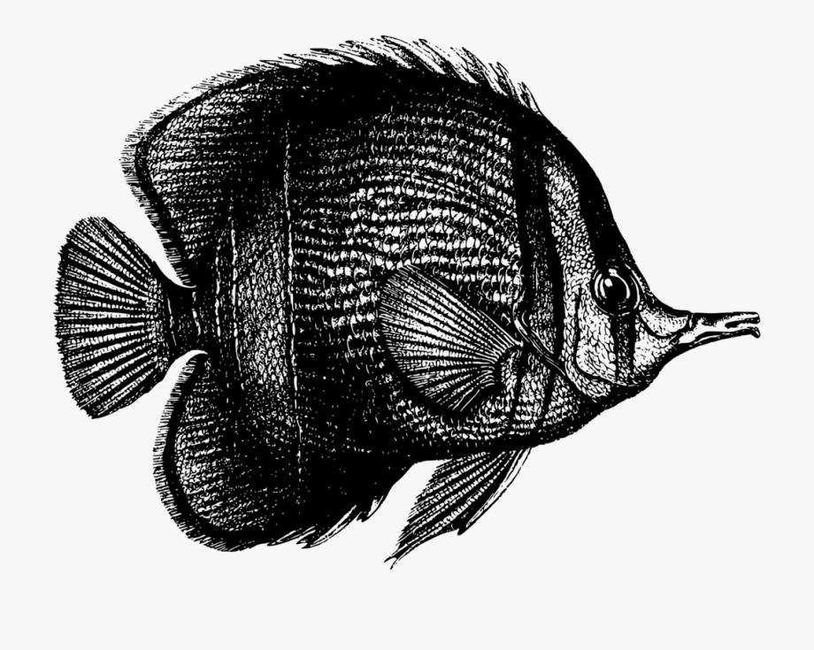 920x735 Tropical Fish Coral Reef Fish Deep Sea Fish Marine