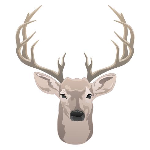 490x490 Deer Head, Beautiful Buck With Antlers Color Isolated Vector