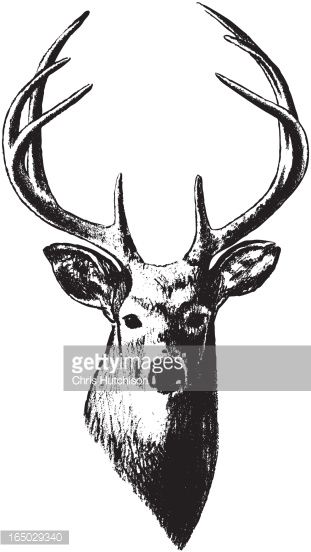 311x552 Vector Rendering Of A Deer's Head Sketch Tooling Patterns