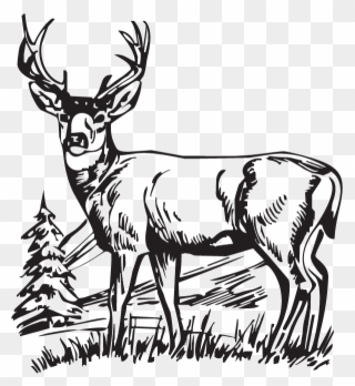 Free Png White Tailed Deer Clip Art Download 320x348 Free Png White Tailed Deer Clip Art Download