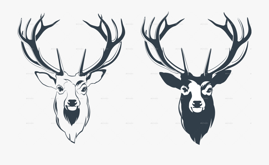 920x566 Male Red Deer Head