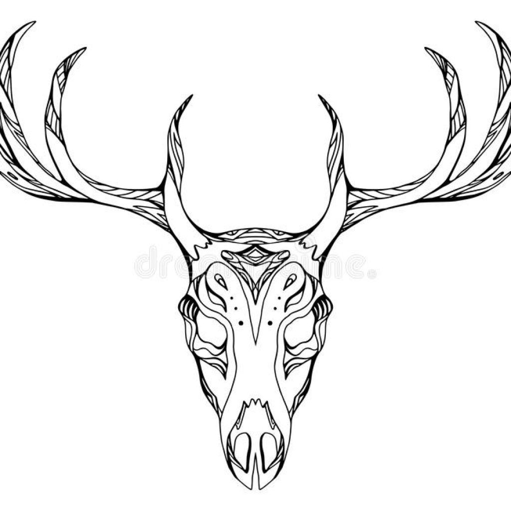 1024x1024 Deer Skull Vector Contour Illustration Of A With Antlers Stock