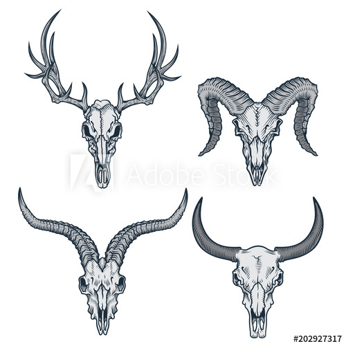 500x500 Animal Skulls Set Vector Illustration Of Deer Skull, Goat Skull