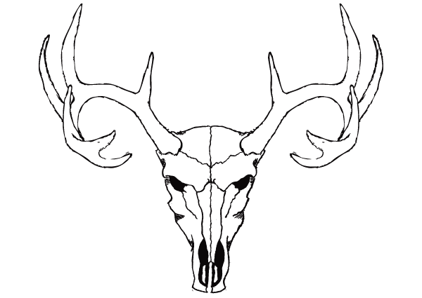 600x425 Deer Skull Vector Free Antler Tattoos, Deer Skull Drawing