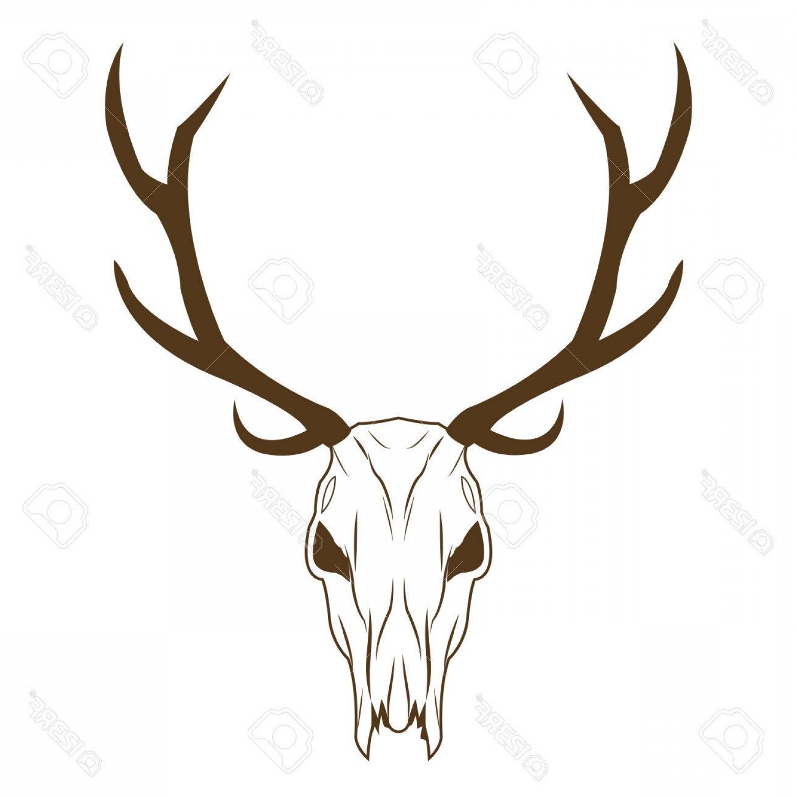 1560x1560 Elk Skull Vector Sarahgardan