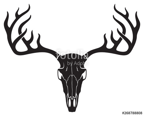 500x401 Vector Deer Skull With Horns Stock Image And Royalty Free Vector