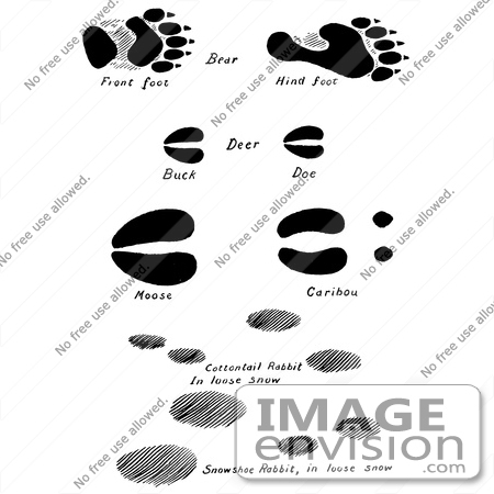 450x450 Clipart Of Bear Deer Moose Caribou And Rabbit Tracks In Black