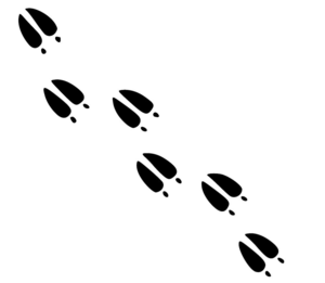 300x261 Deer Footprints Clipart Free Images