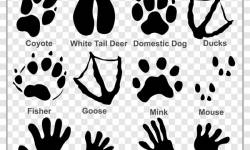 250x150 Animals Tracks Vector Material