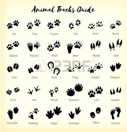 433x450 Picture Of Deer Tracks