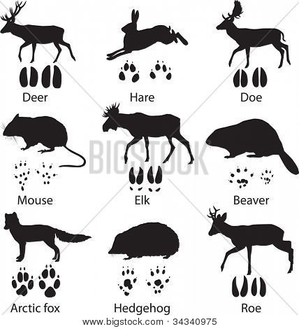 428x470 Animals And Its Tracks Vector Illustration