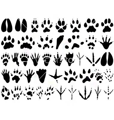 Deer Tracks Vector at Vectorified.com | Collection of Deer Tracks ...