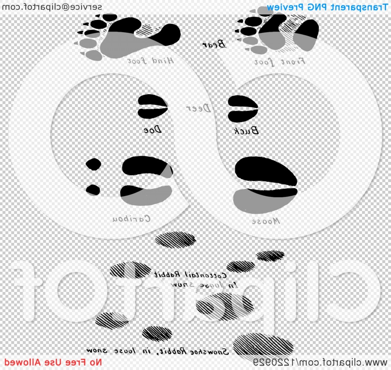 1296x1228 Black And White Bear Deer Moose Caribou And Rabbit Tracks Newwaysys