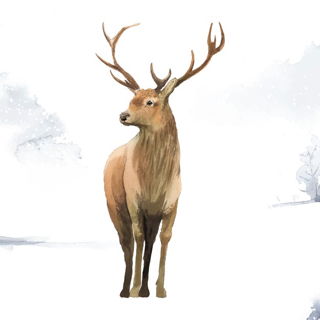 626x626 Deer Vectors, Photos And Free Download