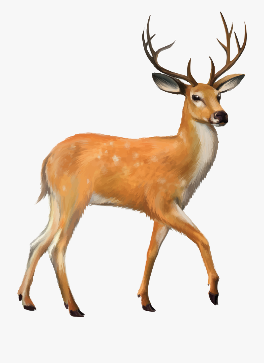 920x1263 Deer Vector Mule