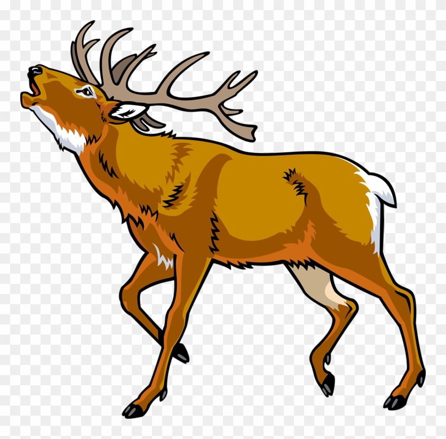 880x866 Elk Red Deer Clip Art Cartoon Wild