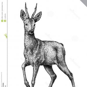 300x300 Black White Engrave Isolated Deer Vector Illustration Black White